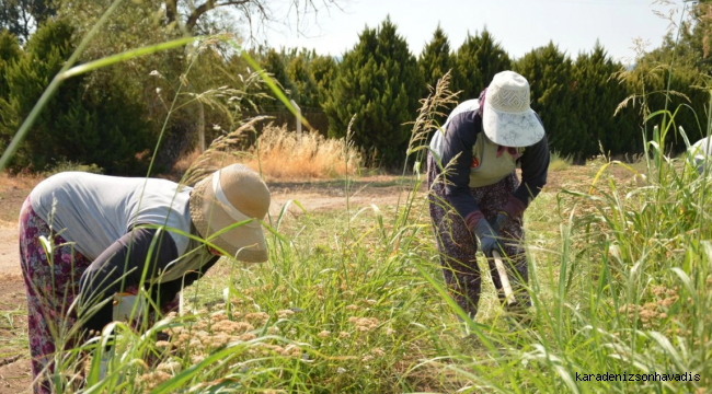 Çiftçilere 476 milyon liralık destekleme ödemesi bugün yapılacak