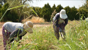 Çiftçilere 476 milyon liralık destekleme ödemesi bugün yapılacak