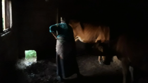 Karadeniz kadınının bitmeyen çilesi