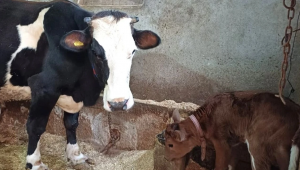 Aksaray Üniversitesi’nden genetik devrim: Süt alerjenini taşımayan buzağılar doğdu