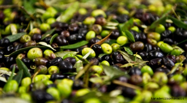 Artvin’de, 2025-2026 zeytin sezonu fiyatları açıklandı