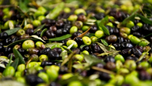 Artvin’de, 2025-2026 zeytin sezonu fiyatları açıklandı