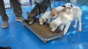 GIDA ARTIKLARI SOKAK HAYVANLARINA MAMA OLUYOR