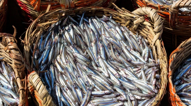 Karadeniz’de hamsi bereketi devam ediyor