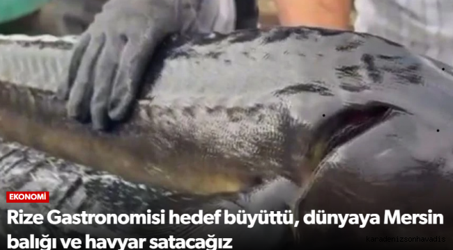 Rize Gastronomisi hedef büyüttü, dünyaya Mersin balığı ve havyar satacağız