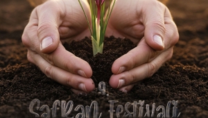 Safranbolu’da Safran Zamanı: 9. Safran Festivali Ekim’de Başlıyor