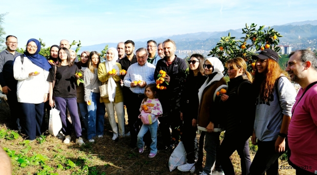 ÇAYKUR 'DA MANDALİNA HASADI YAPILDI