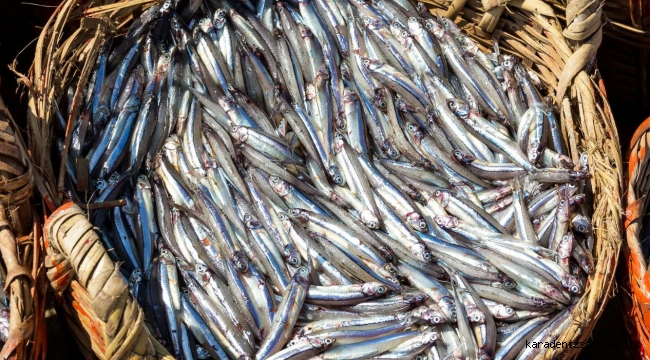 Doğu Karadeniz’den 10 ayda 29 ülkeye su ürünü ihracatı