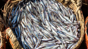 Doğu Karadeniz’den 10 ayda 29 ülkeye su ürünü ihracatı