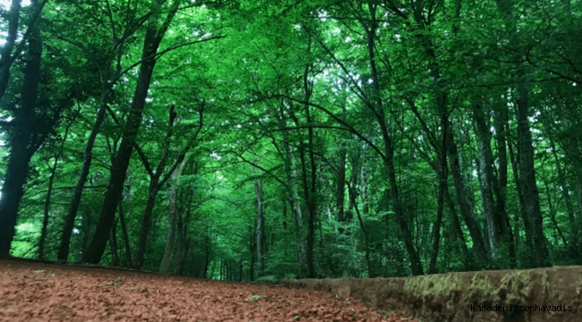 Orman Genel Müdürlüğü 496 sözleşmeli personel için başvuru sürecini başlattı