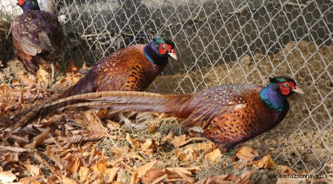 Osmanlı mutfağının gözdesi Sülün, Amasya Üniversitesi’nde üretildi