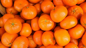 Mandalinada tüm zamanların ihracat rekoru kırıldı