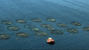 Türkiye, Akdeniz ve Karadeniz balıkçılığında lider konumda