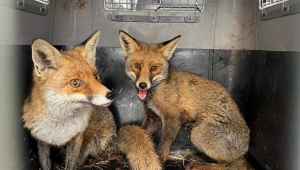 Gölya’da Tedavi edilen Yaban Hayvanları Doğal Yaşam Alanlarına Salındı