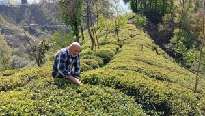 Çay Üreticileri Birliği adı altında,ÇAYKUR'a yönelik gerçek olmayan yayınlar tepki topluyor