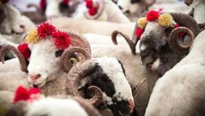 2026 kurban uygulama esasları Resmi Gazete’de