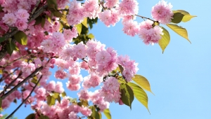 Çiçek açan Sakura ağaçları şehri görsel bir şölene dönüştürdü