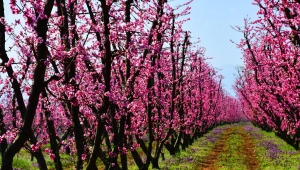 İznik Çiçek Bahçesine Büründü