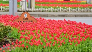 Rize'de 60 bin lale toprakla buluştu