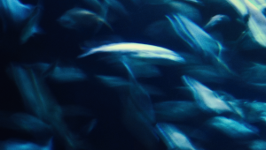 Serbest Düşüş’ten Yeni Şarkı: Bavul