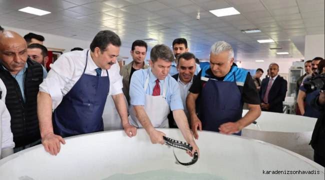 “Siyah inci” Karadeniz’e dönüyor