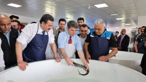 “Siyah inci” Karadeniz’e dönüyor