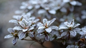Zirai don alarmı: Soğuk hava birçok bölgeyi vuracak