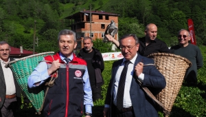 Doğu Karadeniz'de çay hasadı coşkusu Artvin Kemalpaşa'da devam etti