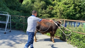 Kdz Ereğli'de Kurban Kurban Yakalama Timi Kuruldu