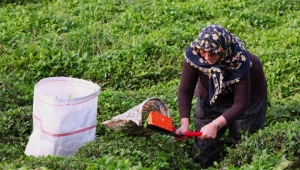 ÇAYKUR; MEVCUT GÜNLÜK İŞLEME KAPASİTESİNİN ÜZERİNDE ÇAY ALIMI YAPIYORUZ