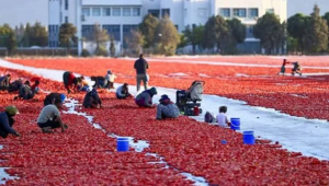 Antalya’nın kurutulmuş domatesi 91 ülkeye ulaştı