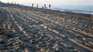 Caretta yuvalarına zararın bedeli 699 bin lira