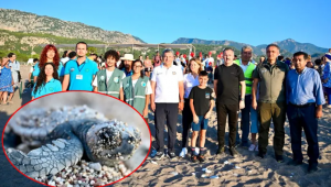 Doğal yaşam için ortak adım: Caretta carettalar denizle buluştu