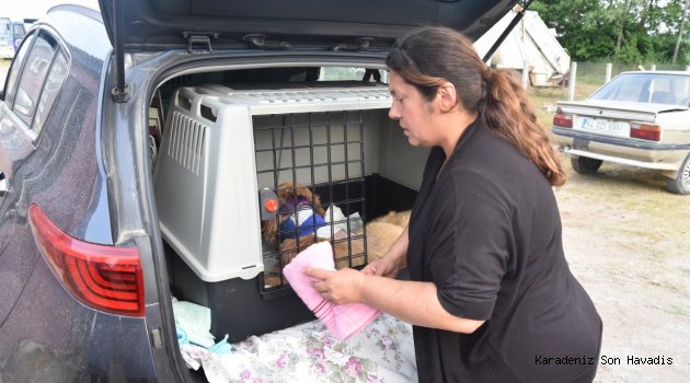 “Karasu’daki Yaralı Hayvan Sahibine Kavuştu”
