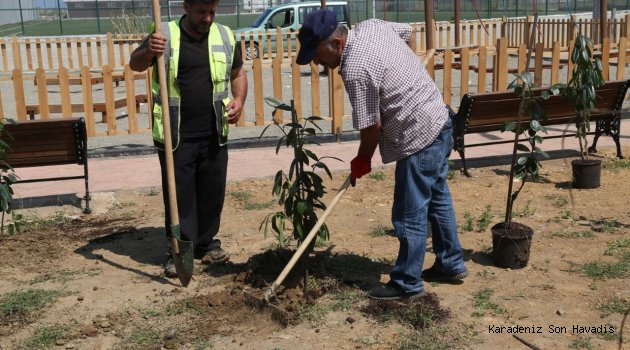 PARK VE BAHÇELER MÜDÜRLÜĞÜ ÇALIŞMALARI DEVAM EDİYOR…