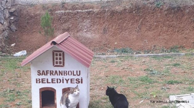 Safranbolu Belediyesi Sokak Hayvanlarına Sahip Çıktı