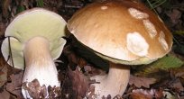KARACİĞERİNİZİ ZEHİRLİ MANTARDAN KORUYUN