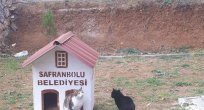 Safranbolu Belediyesi Sokak Hayvanlarına Sahip Çıktı